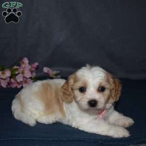 Felicia, Cavachon Puppy