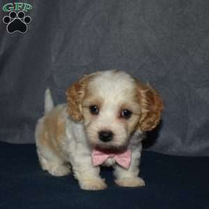 Felicia, Cavachon Puppy