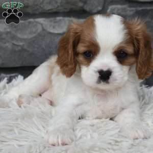 Bentley, Cavalier King Charles Spaniel Puppy