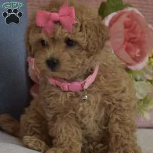 Brooklyn, Toy Poodle Puppy