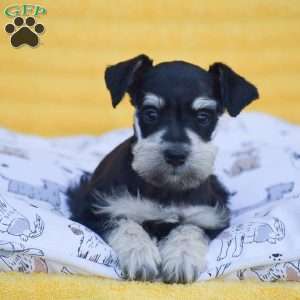 Valerie, Miniature Schnauzer Puppy