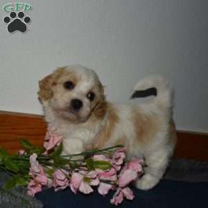Felicia, Cavachon Puppy