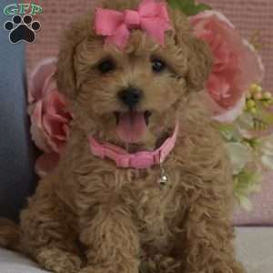 Brooklyn, Toy Poodle Puppy