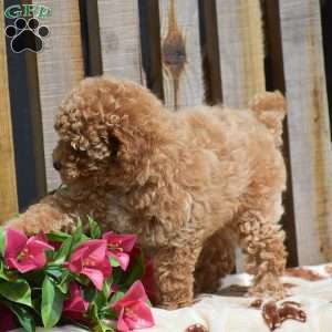 Hope, Toy Poodle Puppy