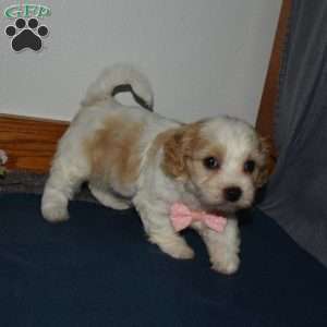 Felicia, Cavachon Puppy