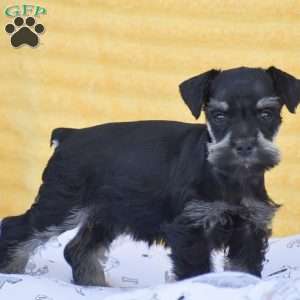 Veronica, Miniature Schnauzer Puppy