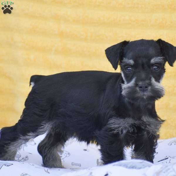 Veronica, Miniature Schnauzer Puppy