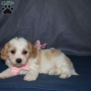 Felicia, Cavachon Puppy