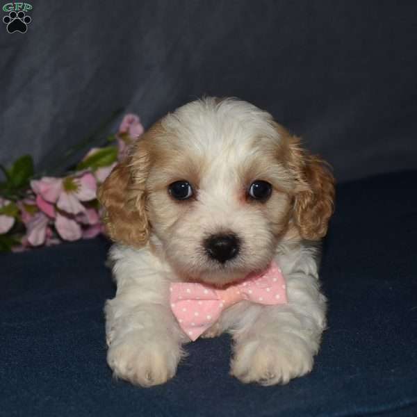 Felicia, Cavachon Puppy