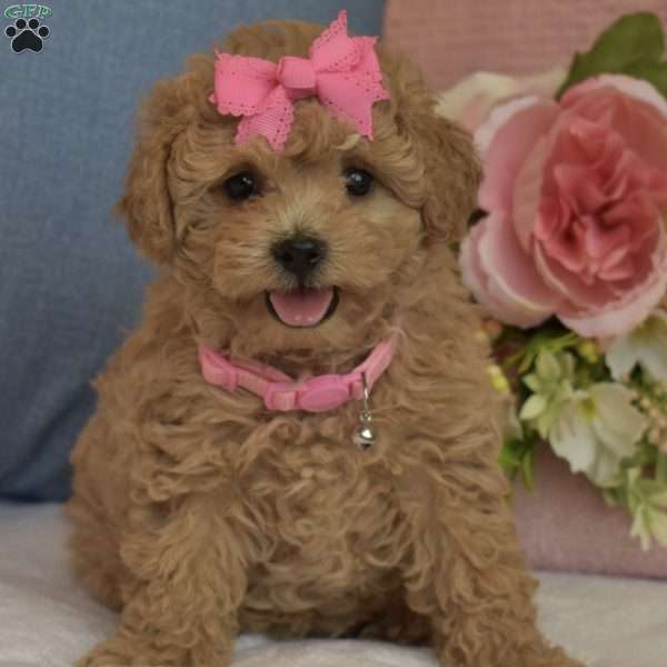 Brooklyn, Toy Poodle Puppy