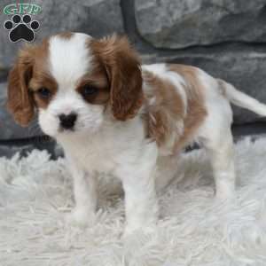 Bentley, Cavalier King Charles Spaniel Puppy