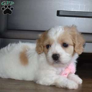 Fiona, Cavachon Puppy