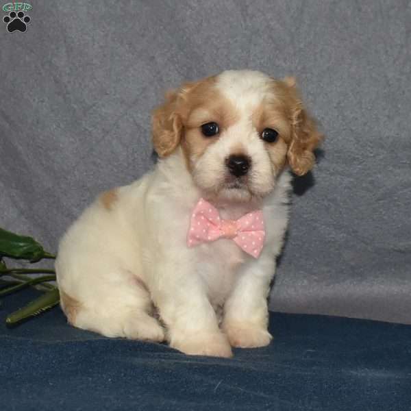 Fiona, Cavachon Puppy
