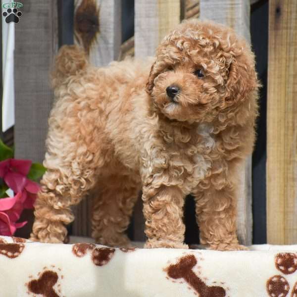 Hope, Toy Poodle Puppy