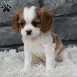 Bentley, Cavalier King Charles Spaniel Puppy