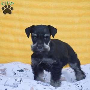 Veronica, Miniature Schnauzer Puppy
