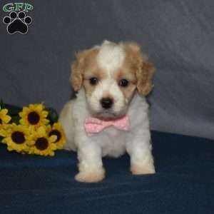 Fiona, Cavachon Puppy