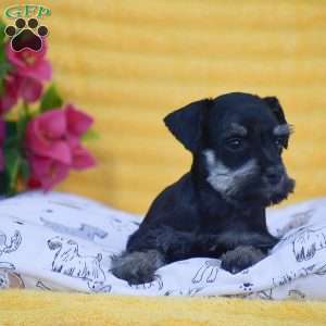 Veronica, Miniature Schnauzer Puppy