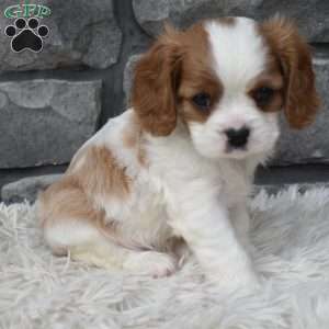 Bentley, Cavalier King Charles Spaniel Puppy
