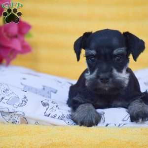 Veronica, Miniature Schnauzer Puppy