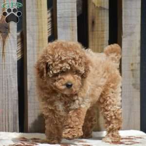 Hope, Toy Poodle Puppy