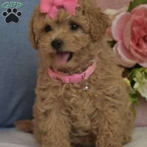 Brooklyn, Toy Poodle Puppy