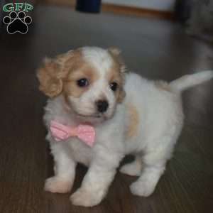 Fiona, Cavachon Puppy