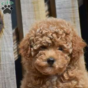 Hope, Toy Poodle Puppy