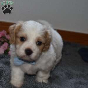 Finn, Cavachon Puppy