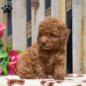 Simon, Toy Poodle Puppy