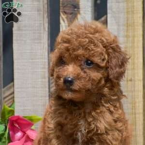 Simon, Toy Poodle Puppy