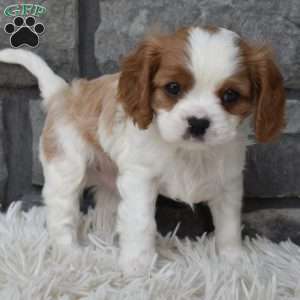 Bentley, Cavalier King Charles Spaniel Puppy