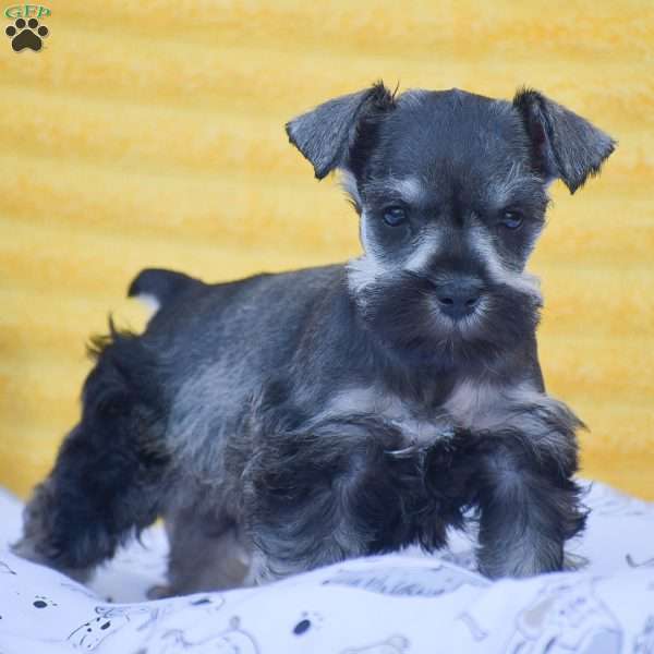 Vanessa, Miniature Schnauzer Puppy