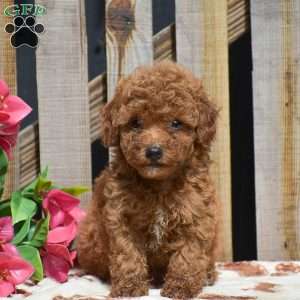 Simon, Toy Poodle Puppy