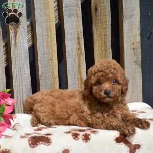Simon, Toy Poodle Puppy