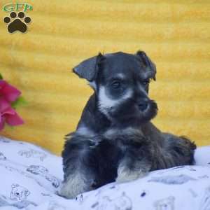Vanessa, Miniature Schnauzer Puppy