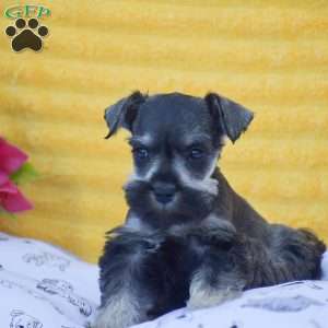 Vanessa, Miniature Schnauzer Puppy