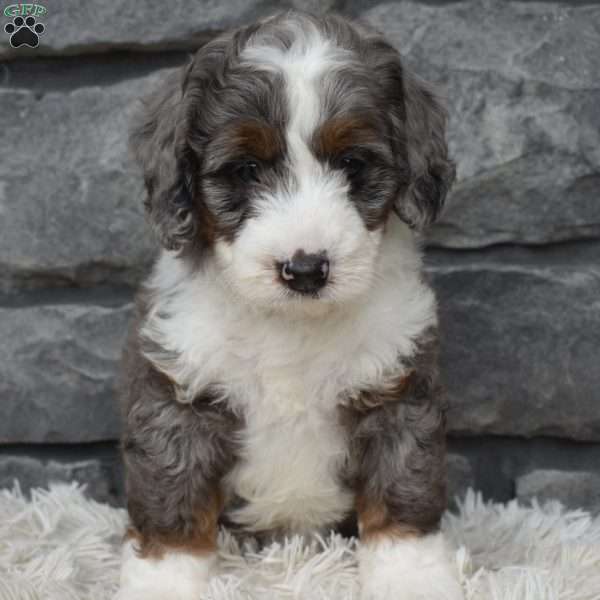 Brandy, Mini Bernedoodle Puppy