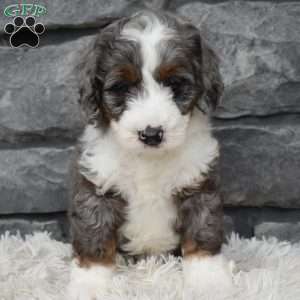Brandy, Mini Bernedoodle Puppy