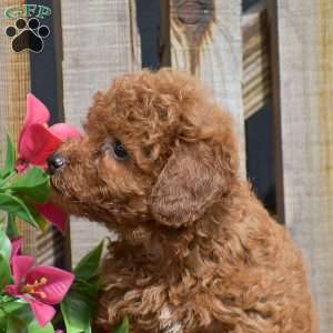 Simon, Toy Poodle Puppy