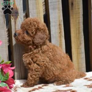 Simon, Toy Poodle Puppy