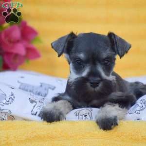 Vanessa, Miniature Schnauzer Puppy