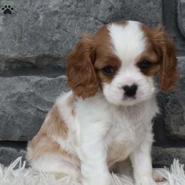 Bentley, Cavalier King Charles Spaniel Puppy