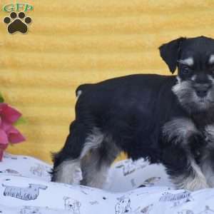 Victoria, Miniature Schnauzer Puppy