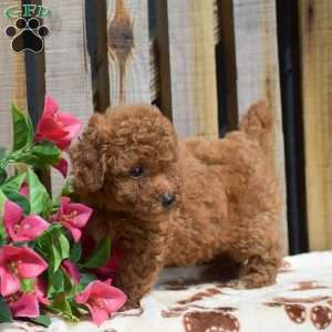 Simon, Toy Poodle Puppy