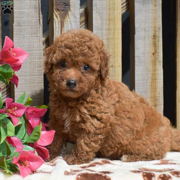Simon, Toy Poodle Puppy