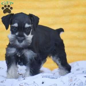 Victoria, Miniature Schnauzer Puppy