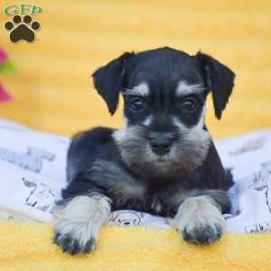 Victoria, Miniature Schnauzer Puppy