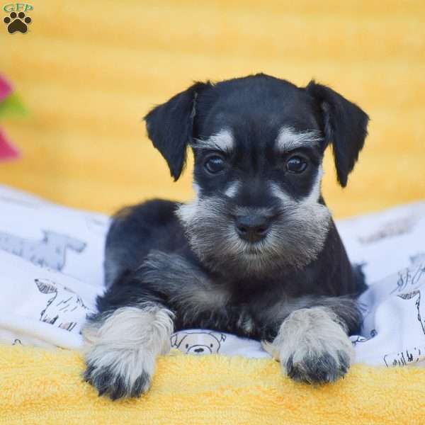 Victoria, Miniature Schnauzer Puppy