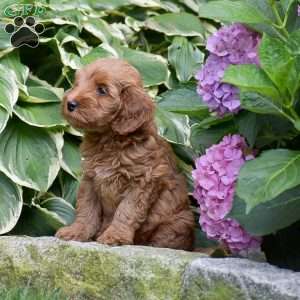 Emma, Mini Goldendoodle Puppy